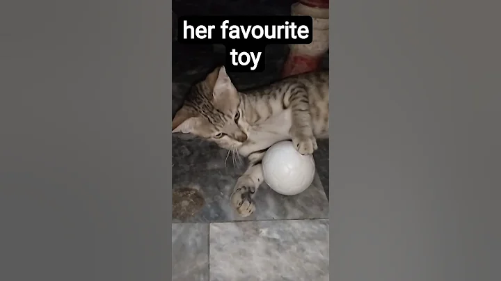 Watch the video about Funny cat playing #cat#pet#catvideos