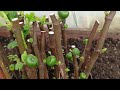How To Grow Fig Tree Cuttings In The UK