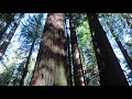 Redwood Forest  Feb 2020