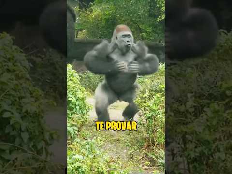 O GORILA É