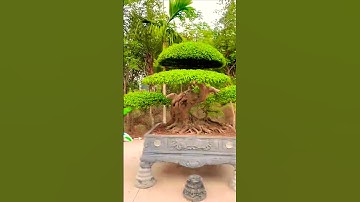 Cây độc lạ bình dương 23 tháng 1, 2025 p02