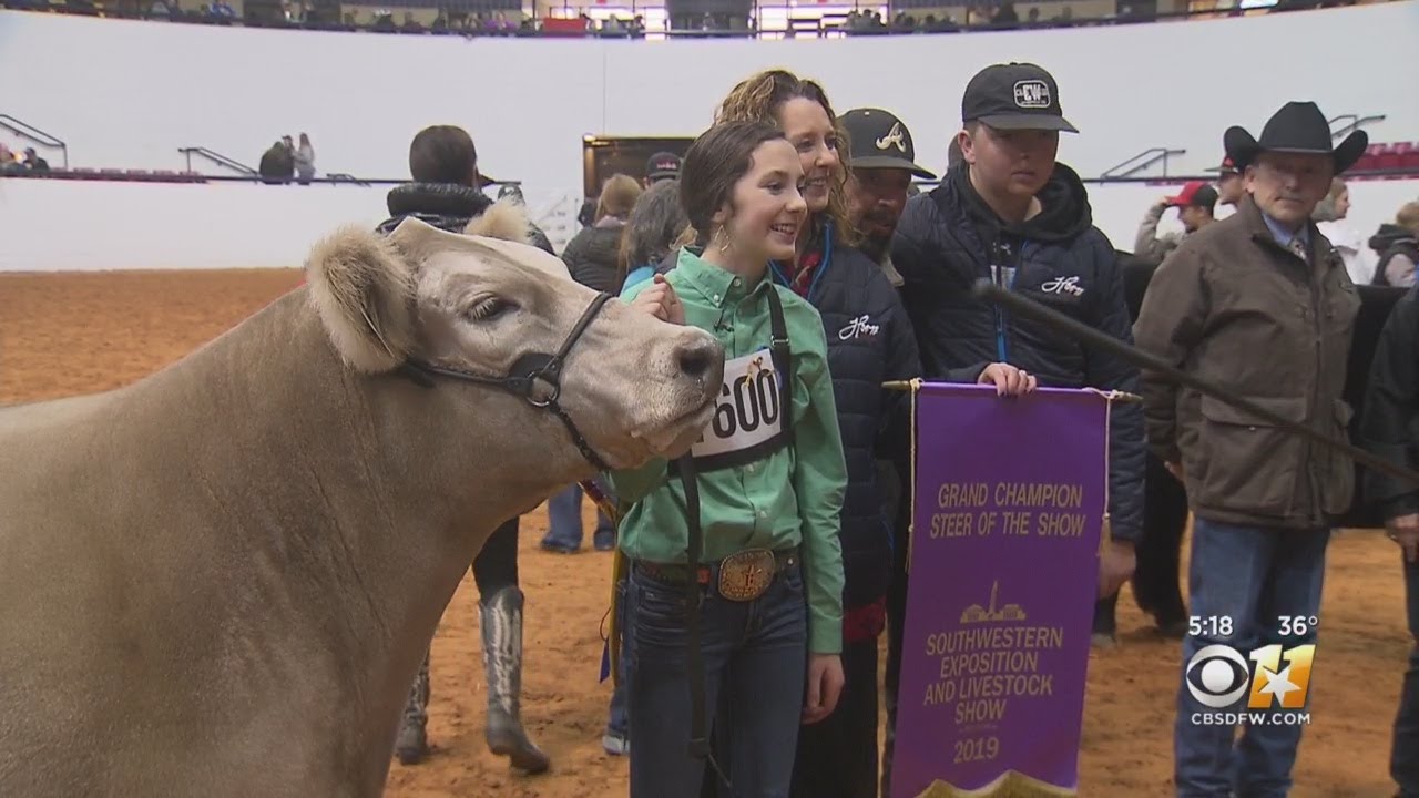 Grand Champion Steer Crowned At Fort Worth Stock Show YouTube