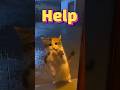 Allah Huakbar #shorts #cat #sad #viral #trend #islam #islamicshorts #islamicvideo #islamicstatus