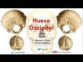 Anatomía- Hueso Occipital (Caras, Bordes, Inserciones, Senos Durales)