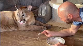 Месси любит когда его уговаривают! Капризный пума Месси и Сашин талант!