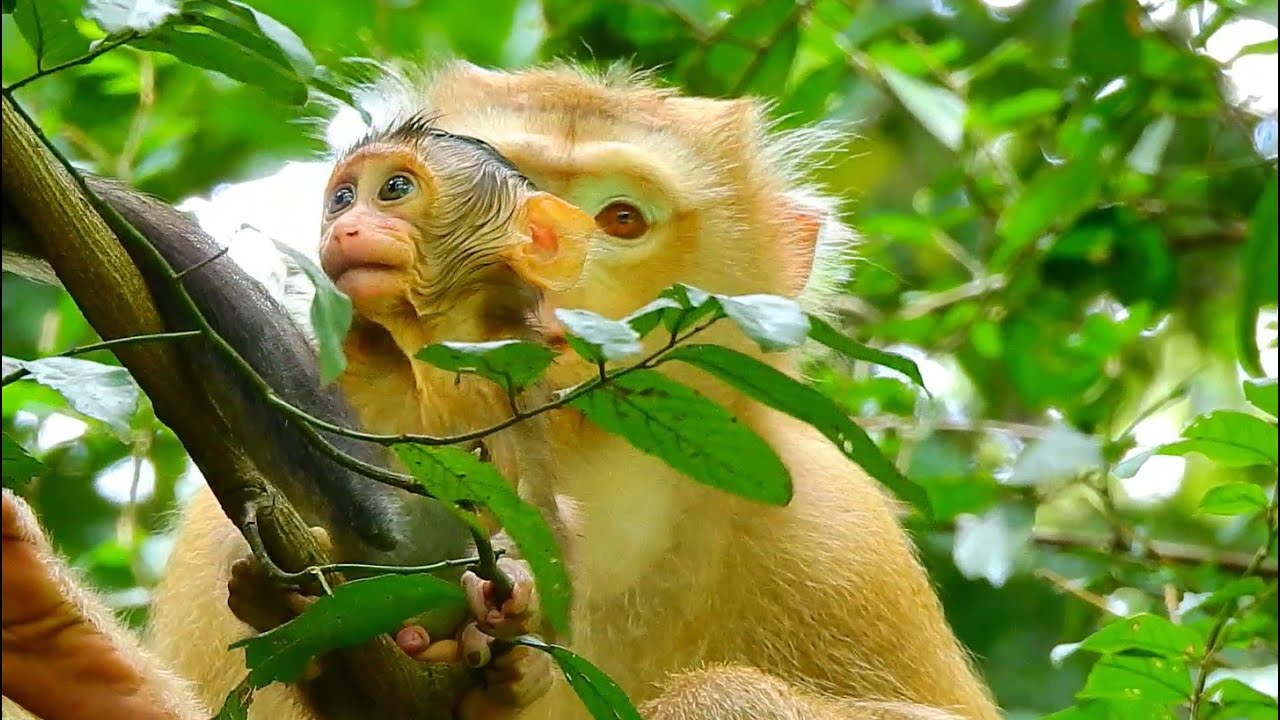 More Cling The High Trees Again and Again Mum Rose Allowed Her Baby To ...