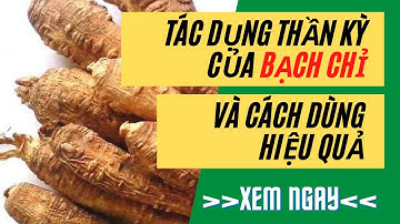 Tác dụng thần kỳ của Bạch Chỉ và một số bài thuốc cực hay từ Bạch Chỉ