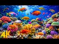 Under Red Sea 4K Beautiful Coral Reef Fish In Aquarium Sleep Meditation Music 4K Video UHD 4 