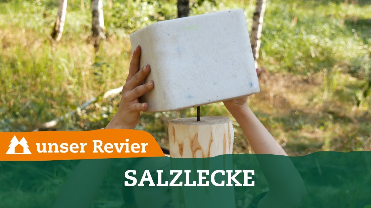 Salzlecke bauen I Neue Reviereinrichtung für das Test-Revier I unser Revier I #5