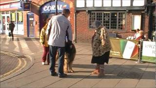 Bugsy Stratford upon Avon March 2011 YT.wmv by Otakar Wolf 188 views 12 years ago 1 minute, 24 seconds