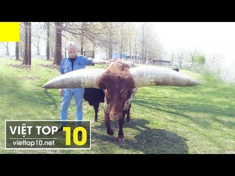 nhung loai dong vat dang so nhat the gioi Top 12 Scariest Horns In The Animal World