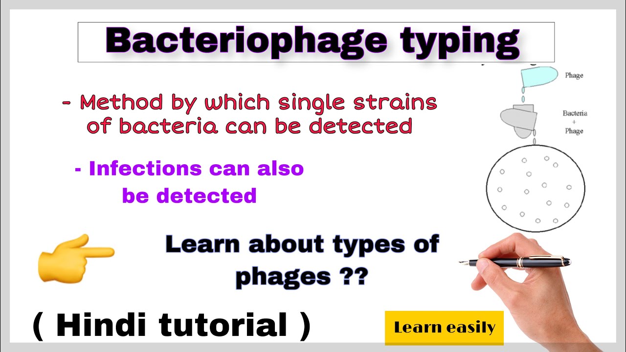 Bacteriophage typing in hindi ll biology ll YouTube