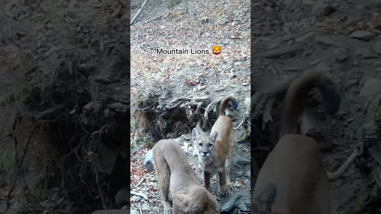 Wildlife Photography in Remote California Canyon