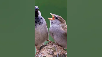 صوت دوري المنازل House Sparrow رابط الفيديو كامل بأول تعليق 