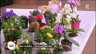 Mini-fleurs... maxi-entretien !
