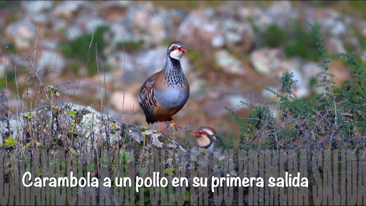 Orteguita. Un pollo con virtudes ocultas 