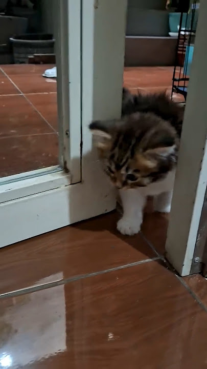 Boleh Onyi masuk mami.. #cat #kucinglucu #imut ##kucingmanis #cute #shortsvideo #viralvideo