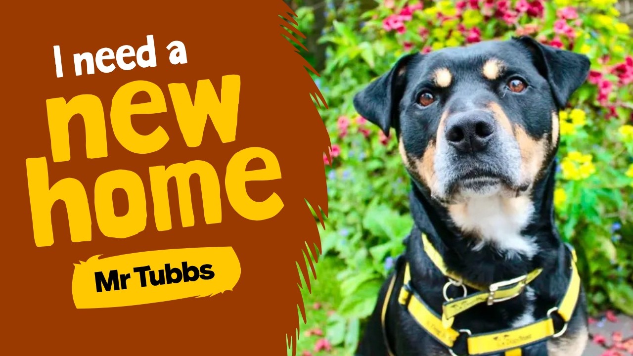 Mr Tubbs video