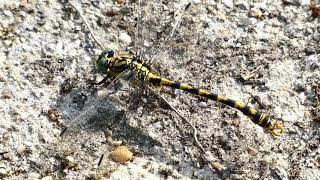 Libellule /Onychogomphus forcipatus /ou l'onychogomphe à pinces (ou gomphe à pinces)