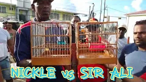 NICKLE vs SIR ALITOWA TOWA BIRD WHISTLING COMPETIT...