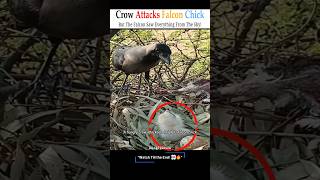 “Crow Attacks Falcon Chick… But The Falcon Saw Everything From The Sky! 🦅🔥🐦” #animals #shorts
