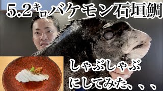 5.2キロの特大石垣鯛を4日寝かせてしゃぶしゃぶした結果、、、