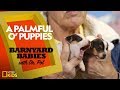 Jack Russell Dog Growth Characteristics