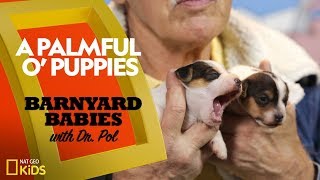 A Palmful O Puppies Barnyard Babies with Dr Pol