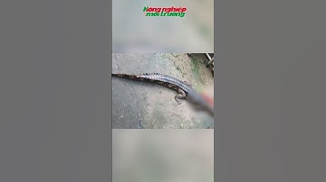 Thầy giáo bị cá sấu xổng chuồng cắn rách chân