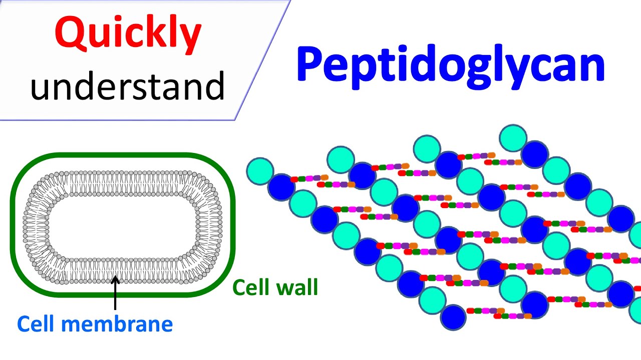 Peptidoglycan | Prokaryotic cell wall - YouTube
