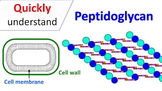 Peptidoglycan | Prokaryotic cell wall