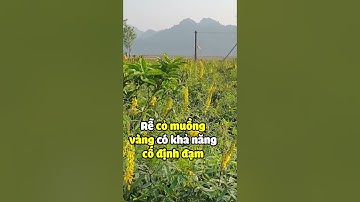 Đất tơi xốp màu mỡ sau 1 năm nhờ 5 loại cỏ sau