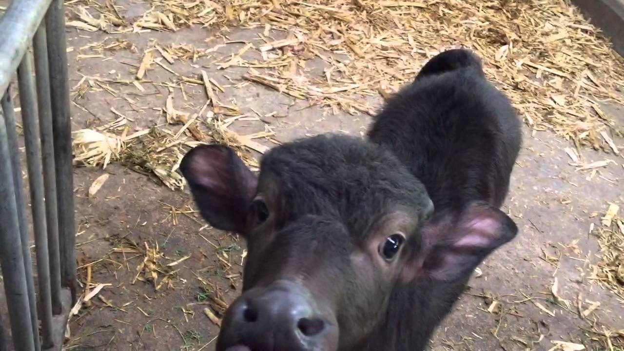Baby American Water Buffalo • Double 8 (Buffalo Gelato) YouTube