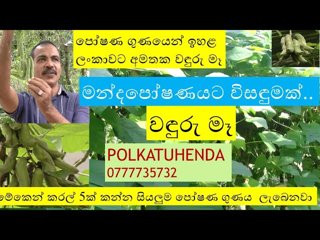 පෝෂණ ගුණයෙන් ඉහළ ලංකාවට අමතක වඳුරු මෑ