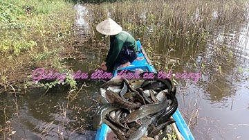 tiếp tục giăng câu đêm trúng bầy cá 🎏🐟 trê vàng