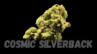 Cosmic Silverback Strain Review
