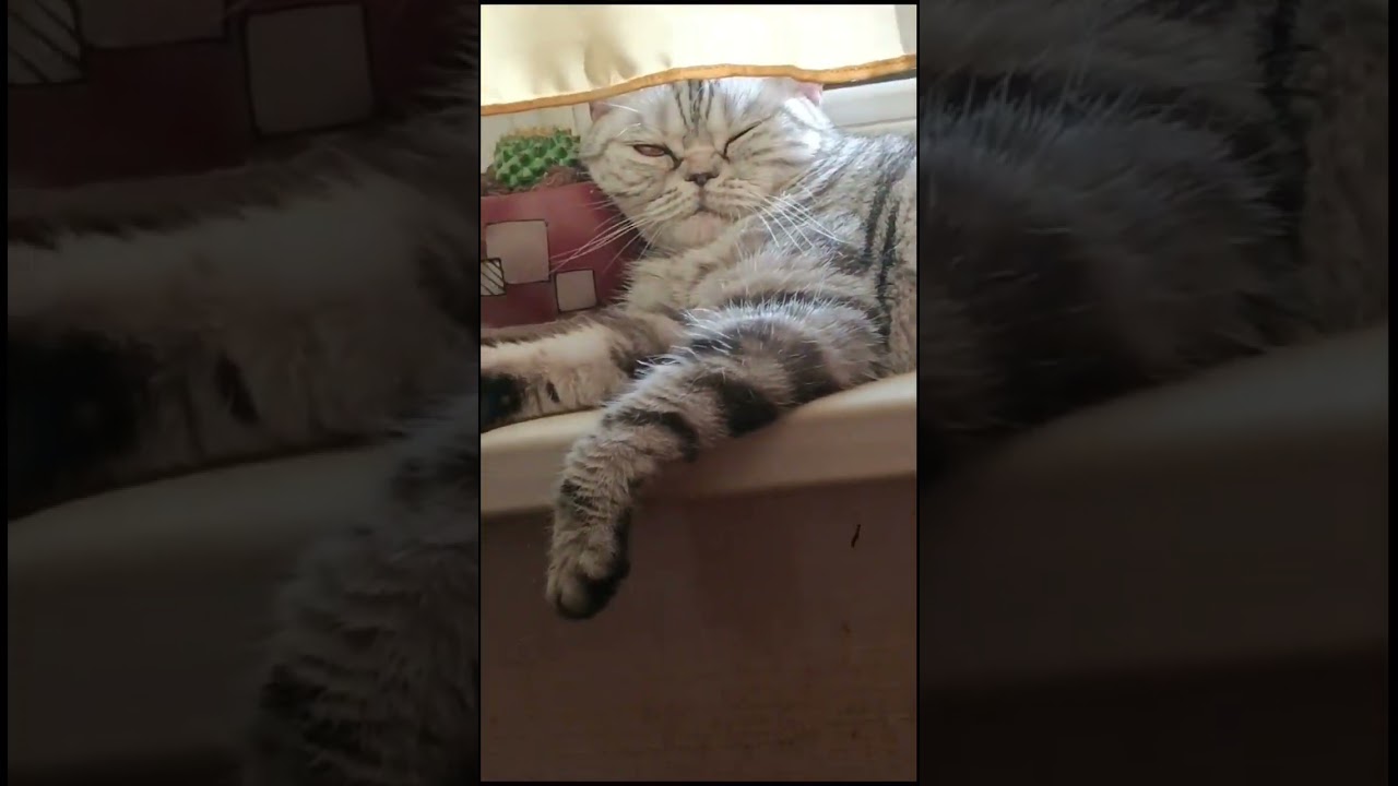 Мягкий кактус 