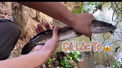 Cắm Câu, Dính Cá Lóc To Và Nướng Cá Thưởng Thức Bên Đồng Ruộng | VinhVlog15
