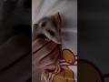 Baby Possum found!