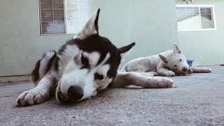 Two hungry Huskies