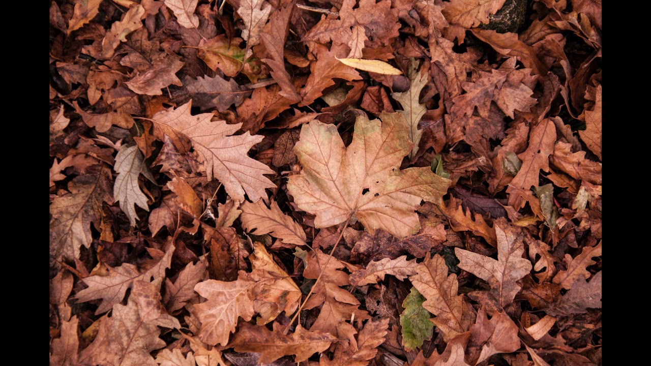 Relaxing walking footsteps on dry leaves ASMR sound | Great for sleeping | 4 minutes