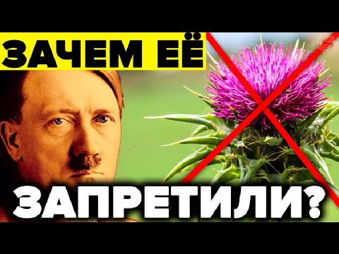 Видео: Борьба с русским чертополохом: как избавиться от русского чертополоха