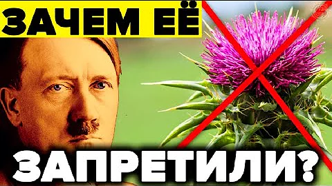Почему за ней охотились Аненербе и врач Гитлера ? Расторопша – 7 целительных свойств