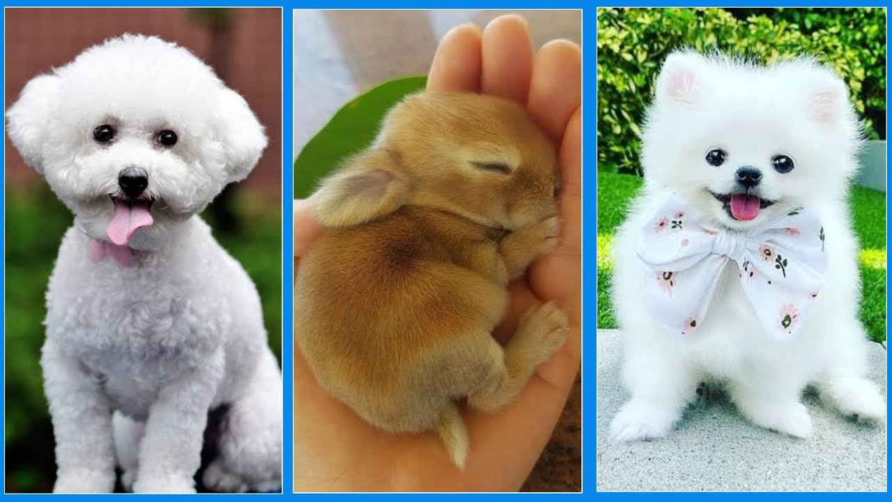 Loving Animals That Will 100% Make Your Day Better 🥰 Funny Town - YouTube