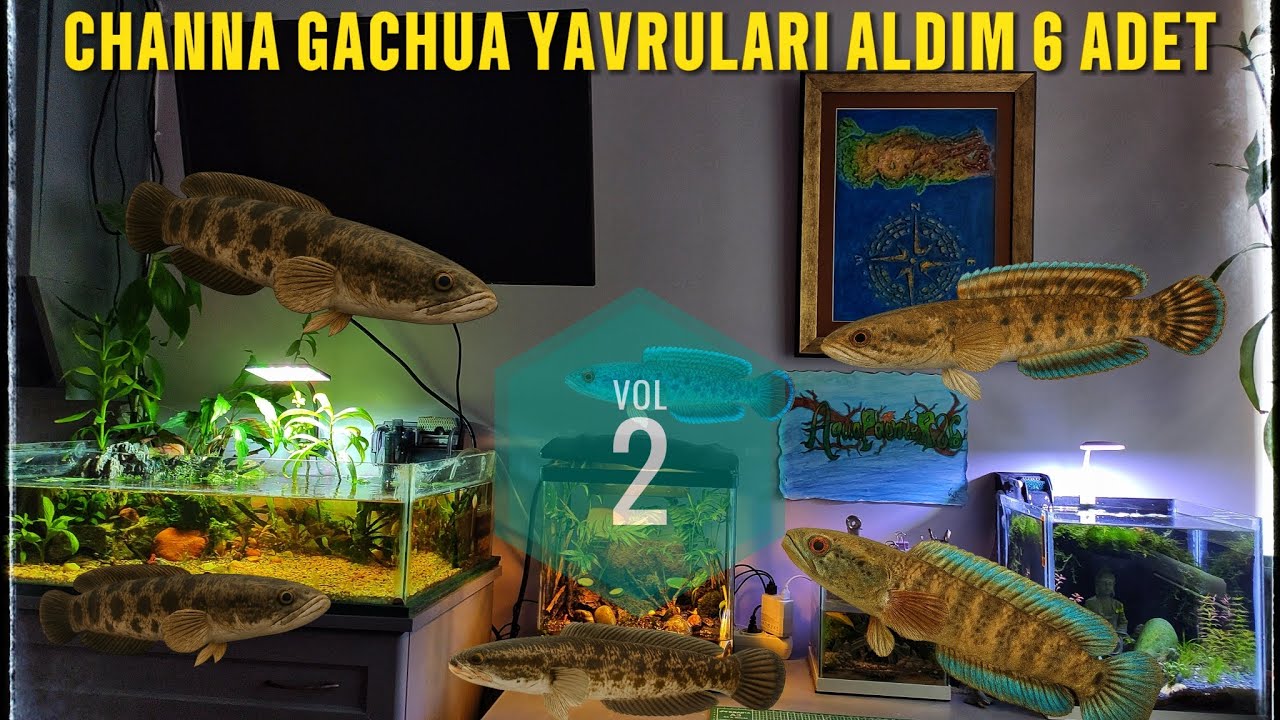 CÜCE YILINBAŞ YAVRUSU ALDIM 6 ADET (CHANNA GACHUA) VOLL 2