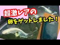 本血統のメダカをお値打ちでゲットするには？【メダカ】