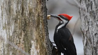 Pileated Woodpecker eating monster grubs.