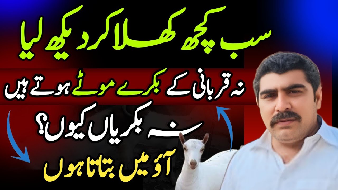 The goats do not have fat