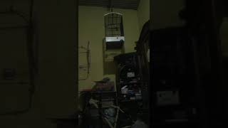 Burung empuloh paruh kait