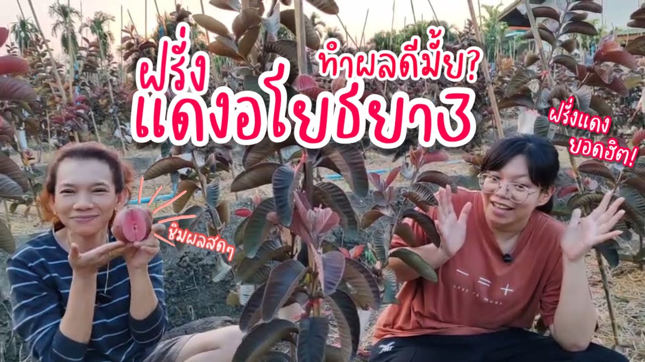ฝรั่ง‘แดงอโยธยา3‘ ปลูกทำผลดีมั้ย? ให้ผลผลิตดีหรือเปล่า? มาดูกัน!